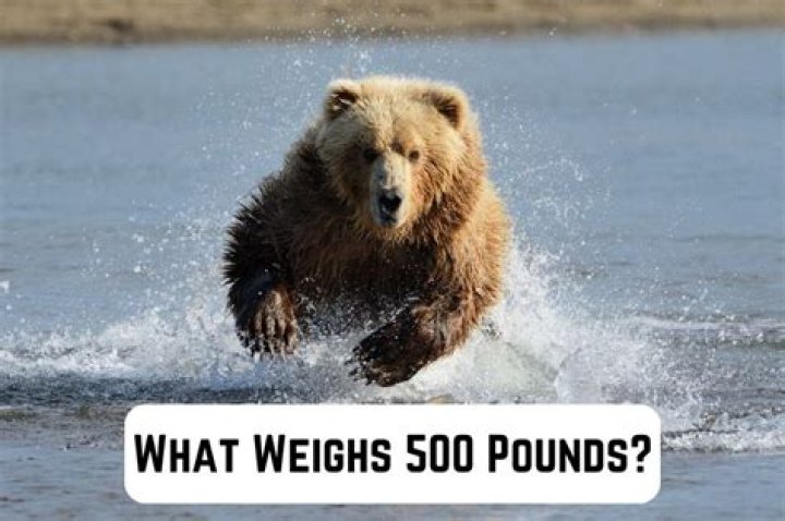 
Why is 500 pounds called a monkey? 